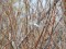 Gaišais ķeģis (Acanthis hornemanni) Nīcgales apkārtne, Daugavpils n., 15-Nov-2018. © Andris Erts Acanthis hornemanni