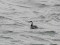 Podiceps auritus