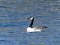 Branta canadensis