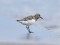 Calidris alba