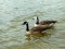 Kanādas zoss (Branta canadensis) Būšnieku ezers, Ventspils, 21-Aug-2019. © Aivita Mergina Branta canadensis
