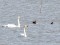 Baltpieres zoss (Anser albifrons) Sātiņu zivju dīķi, Saldus n., 05-Sep-2019. © Kārlis Millers Anser albifrons