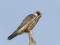 Kukaiņu piekūns (Falco vespertinus) Lubāna ezera S dambis, Madonas n., 07-Sep-2019. © Ieva Grīnerte Falco vespertinus