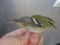 Phylloscopus inornatus