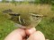 Dzeltensvītru ķauķītis (Phylloscopus inornatus) Birzgales apkārtne, Ķeguma n., 18-Sep-2019. © Dmitrijs Boiko Phylloscopus inornatus