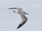 Melngalvas kaija (Ichthyaetus melanocephalus) Akmensrags, Pāvilostas n., 21-Sep-2019. © Edgars Smislovs Ichthyaetus melanocephalus