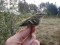 Dzeltensvītru ķauķītis (Phylloscopus inornatus) Pape, Rucavas n., 21-Sep-2019. © Valts Jaunzemis Phylloscopus inornatus