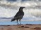 Corvus corone