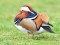 Mandarīnpīle (Aix galericulata) Kuldīga, 03-Nov-2019. © Juris Vīgulis Aix galericulata