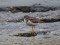 Upes tilbīte (Actitis hypoleucos) Mangaļsala, Rīga, 07-Nov-2019. © Igors Deņisovs Actitis hypoleucos