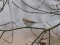 Niedru stērste (Emberiza schoeniclus) Vecdaugavas pussala, Rīga, 28-Nov-2019. © Igors Deņisovs Emberiza schoeniclus