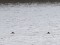Podiceps auritus