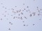 Carduelis flavirostris