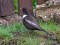 Turdus torquatus