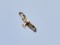 Bikšainais klijāns (Buteo lagopus) Kalngales lauki, Carnikavas n., 14-Jun-2020. © Igors Deņisovs Buteo lagopus
