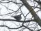 Lauku balodis (Columba palumbus) Piejūras parks, Liepāja, 16-Jan-2022. © Kārlis Millers